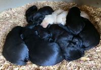 Labrador Retriever Puppies for sale in Taylorsville, NC 28681, USA. price: $850