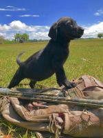 Black lab puppies