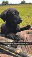 Black lab puppies