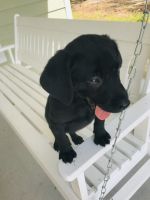 Black lab puppies