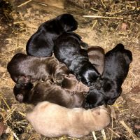 Labrador Retriever Puppies for sale in Albany, KY 42602, USA. price: $200