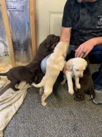 Labrador Retriever Puppies for sale in Greenville, KY, USA. price: $100