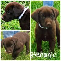 Labrador Retriever Puppies for sale in Howard City, MI 49329, USA. price: $600