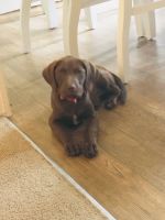 Labrador Retriever Puppies for sale in Raleigh, NC, USA. price: $500