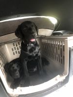 Labrador Retriever Puppies for sale in Roselle Park, NJ, USA. price: $1,000