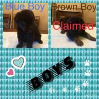 Labrador Retriever Puppies for sale in Wymore, NE 68466, USA. price: $350