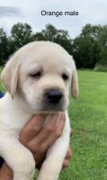 Labrador Retriever Puppies for sale in Colcord, OK 74338, USA. price: $600