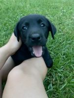 Labrador Retriever Puppies for sale in Albany, KY 42602, USA. price: $500