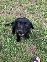 Labrador Retriever Puppies for sale in Clio, SC 29525, USA. price: $200