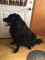 Labrador Retriever Puppies for sale in Dayton, OH 45410, USA. price: NA