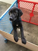 Labrador Retriever Puppies for sale in Raleigh, NC, USA. price: $375