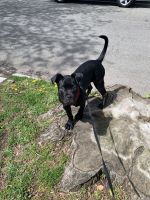 Labrador Retriever Puppies for sale in East Orange, NJ, USA. price: $600