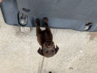 Labrador Retriever Puppies for sale in Statesville, NC, USA. price: $700