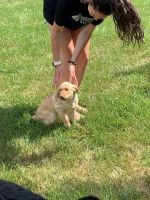 Labrador Retriever Puppies for sale in Omaha, NE, USA. price: $400