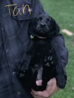 Labrador Retriever Puppies for sale in Zanesville, OH 43701, USA. price: $500