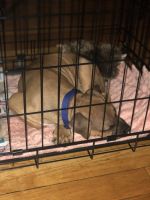 Labrador Retriever Puppies for sale in Campbell, OH, USA. price: $400