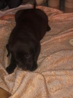 Labrador Retriever Puppies for sale in Toms River, NJ, USA. price: $1,000