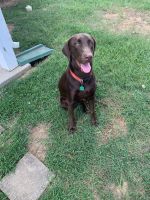 Labrador Retriever Puppies for sale in Tuscaloosa, AL, USA. price: NA