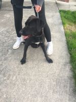 Labrador Retriever Puppies for sale in Greensboro, NC, USA. price: NA