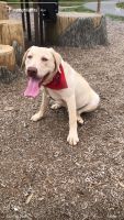 Labrador Retriever Puppies for sale in Winston-Salem, NC, USA. price: $700