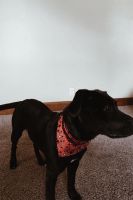 Labrador Retriever Puppies for sale in Leipsic, OH 45856, USA. price: $100