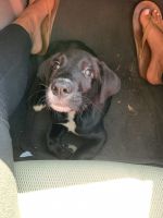 Labrador Retriever Puppies for sale in Dothan, AL, USA. price: $250