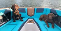 Labrador Retriever Puppies for sale in Winter Park, FL, USA. price: $2,000
