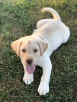 Labrador Retriever Puppies for sale in 814 Plateau Rd, Crossville, TN 38571, USA. price: $600