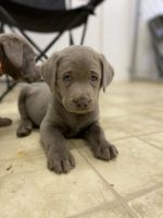 Adorable silver Labrador puppies
