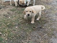 Pure bread yellow lab puppies