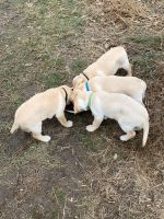 Pure bread yellow lab puppies