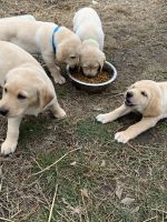 Pure bread yellow lab puppies