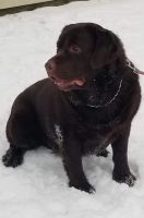 English Labrador Puppy's