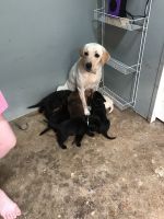 Lab puppies