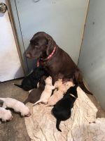 Lab puppies