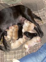 AKC Labrador Retriever Puppies