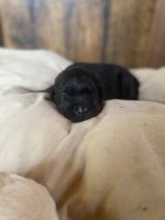 AKC Labrador Retriever Puppies