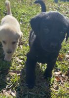 Yellow and Black Labs