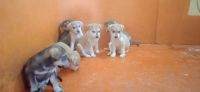 Labrador Husky Puppies for sale in Tadipatri, Andhra Pradesh 515411, India. price: 10,000 INR