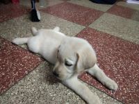 Labrador Husky Puppies for sale in Adyar, Chennai, Tamil Nadu, India. price: 8000 INR