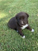 Labrador Husky Puppies for sale in Pasco, WA 99301, USA. price: $300