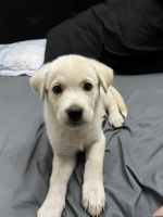 Labrador Husky Puppies for sale in El Cajon, CA, USA. price: $500