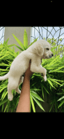 Labrador Husky Puppies for sale in Pollachi, Tamil Nadu 642001, India. price: 12000 INR