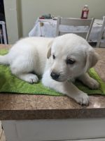 Labrador Husky Puppies for sale in Salem, OR, USA. price: $400