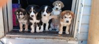 Labrador Husky Puppies for sale in Haysville, Kansas. price: $125