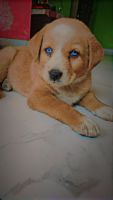 Labrador Husky Puppies for sale in Kurukshetra, Haryana. price: 25,000 INR