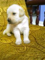 Labrador Husky Puppies for sale in Chennai, Tamil Nadu, India. price: 4,500 INR