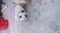 Labrador Husky Puppies for sale in Indore, Madhya Pradesh 452001, India. price: 10,000 INR