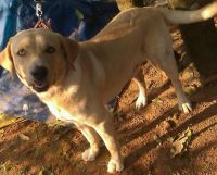 Labrador Husky Puppies for sale in Perumbavoor, Kerala 683542, India. price: 7000 INR