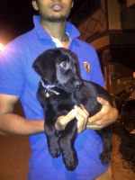 Labrador Husky Puppies for sale in Bengaluru, Karnataka 560001, India. price: 7,000 INR